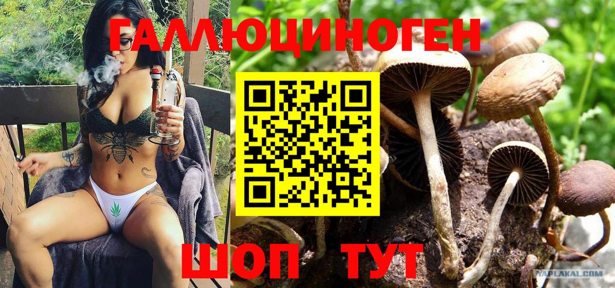 Назрань  Псилоцибиновые грибы Cubensis  Вход с VPN  Псилоцибиновые грибы Psilocybe 